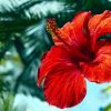 Hibiskus Çayı Tüm Yönleriyle Mercek Altında