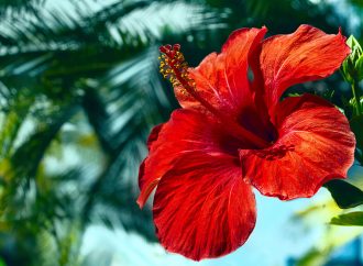 Hibiskus Çayı Tüm Yönleriyle Mercek Altında